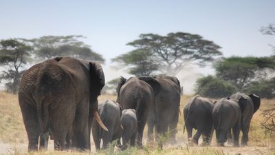 Midrange Tanzania Big Five Safari & Zanzibar Escape - Image - 2605